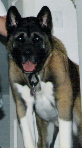 Close up front view - A large breed black, tan and white Akita dog standing at the top of stairs. Its mouth is open and its tongue is sticking out. It has small perk ears, round small eyes and a black nose.