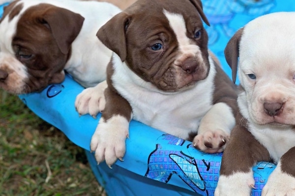 A litter of Alapaha Blue Blood Bulldog Puppies in a plastic tub