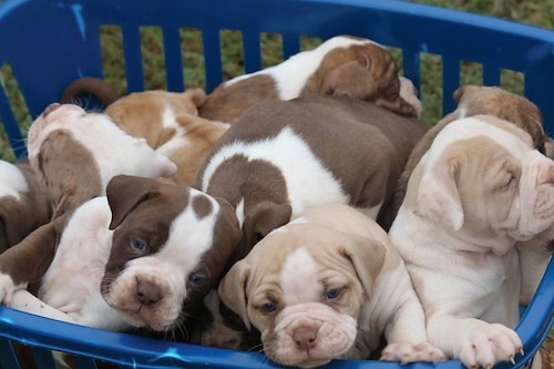 A litter of Alapaha Blue Blood Bulldog puppies in a basket