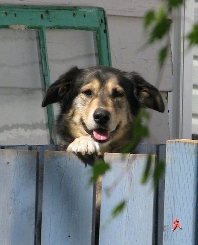 Alaskan Goldenmute dog standing up on a fence peering over the top
