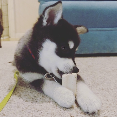 A black with white Alaskan Klee Kai puppy is laying on a carpet and it is chewing a dog bone