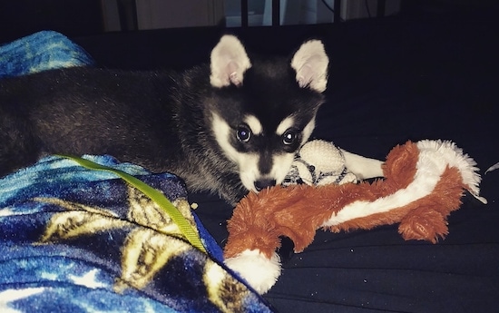 The right side of a black with white Alaskan Klee Kai puppy that is laying across a bed with a dog toy in front of it.