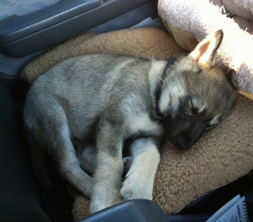 A black with tan and white Alusky/German Shepherd mix puppy is sleeping on a dog bed in a vehicle.