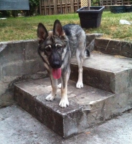 A black with tan and white Alusky/German Shepherd mix is standing outside on a stone step. It is looking forward and it is panting. Its head is down it and level with its body.