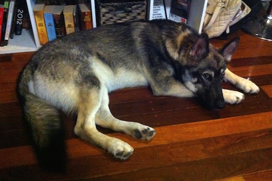 Side view - A black with tan and white Alusky/German Shepherd mix dog is laying down on a red cherry hardwood floor in front of a bookcase.