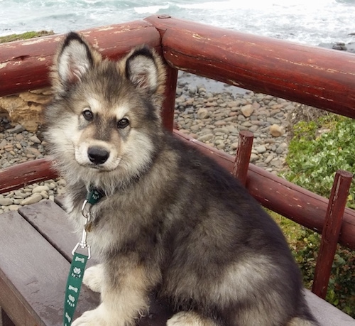 Alaskan Shepherd puppy sitting on a bench in front of a body of water next to a red railing