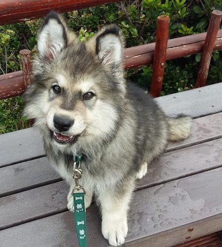 Alaskan Shepherd puppy sitting on a bench with a green leash on