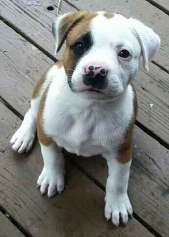 Topdown view of a white and brown with black American Boston Bull Terrier puppy that is sitting on a porch and it is looking up.