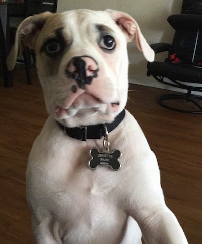 A white with gray American Bulldog puppy, that is wearing a dog bone dog tag, is jumping up at the humans- close up