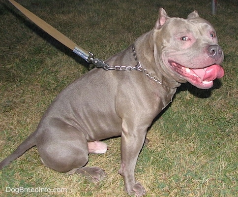 The right side of a gray American Bully that is sitting on grass with a chain collar on and its tongue out.