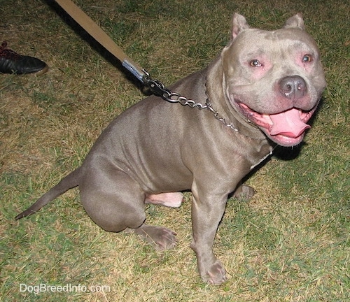 The right side of a gray American Bully that is sitting on grass with a chain collar on at night. Its mouth is open, its tongue is out and it is looking forward.