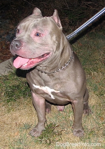 A gray with white blue-nose American Bully is sitting on grass with its mouth open, its tongue out and a lot of pink skin is showing around its eyes.