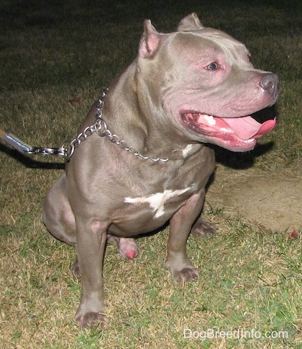 The front right side of a gray with white American Bully that is sitting on grass at night, its mouth is open and it is looking to the right.
