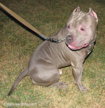 Topdown view of the right side of a gray with white blue-nose American Bully that is sitting on grass with a chain collar and it is looking to the left.