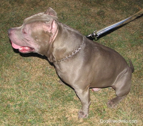 The left side of a gray with white American Bully that is sitting on grass at night and it is looking to the left.