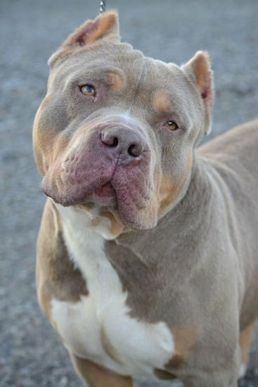 Close up - A tri-color American Bully is standing across a concrete surface, its head is slightly tilted to the right and it is looking forward.