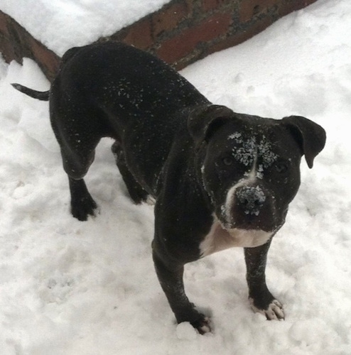 Topdown view of a black with white American Pit Bull Terrier that is playing in snow and it is looking up.