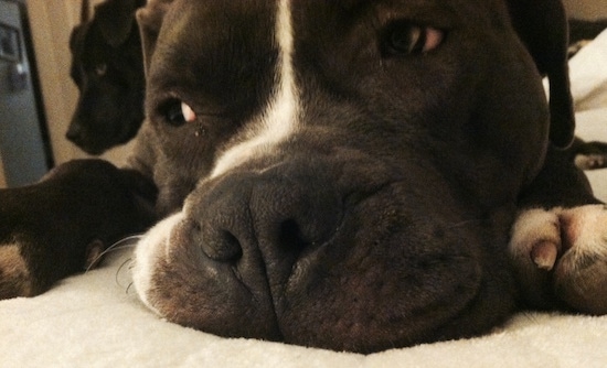 Close up - A black with white American Pit Bull Terrier is laying down on a carpet and it is looking to the left.