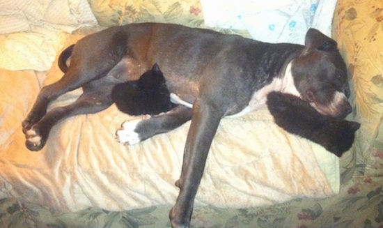 Topdown view of the right side of a black with white American Pit Bull Terrier that is sleeping on a couch with two kittens around it.