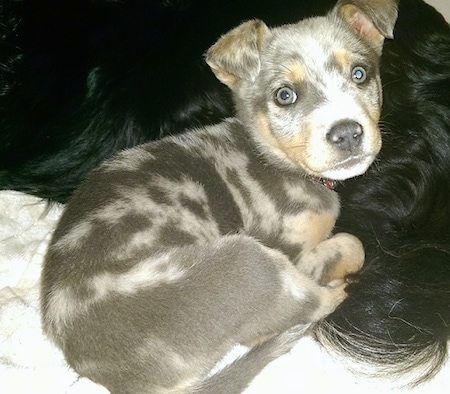 The back right side of a merle Aussie Siberian puppy that is laying on another dog and it is looking forward.
