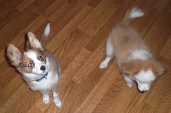 Topdown view of two Austi-Paps that are sitting on a hardwood floor. One is looking at the floor and the other is looking up.