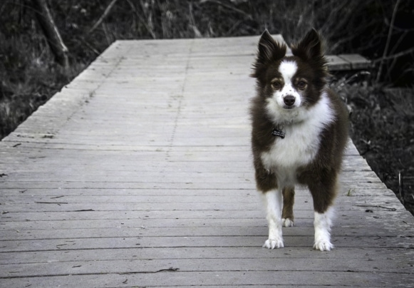 A black and white photo of an Austi-Pap that is standing on a wooden bridge.
