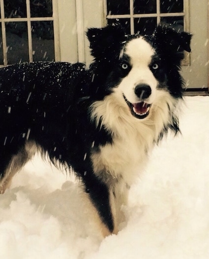 The front right side of a black and white Australian Shepherd that has its mouth open and it is standing in snow. The snow is falling on it.