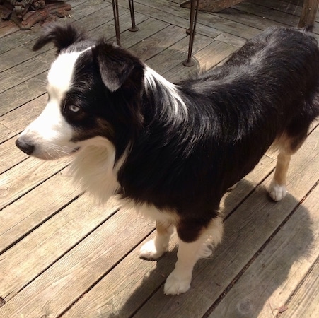 The front left side of a black and white Australian Shepherd that is standing across a wooden deck and it is looking to the left.