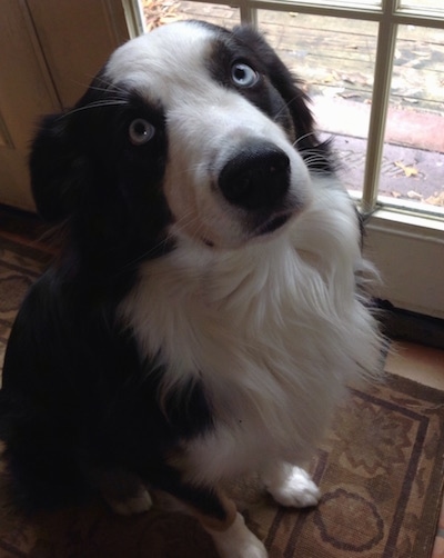 Close up - A blue-eyed black and white Australian Shepherd is sitting on a rug, in front of a door.