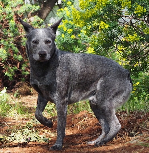 The left side of a black with gray and white Australian Stumpy Tail Cattle Dog is standing on a dirt path, it is looking forward and its front left paw is in the air.