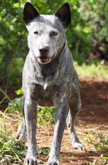 Front view - A gray, black and white Australian Stumpy Tail Cattle Dog is standing on a dirt path looking forward and its mouth is slightly open. The dog has perk ears and a round forehead.