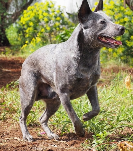 The front left side of a black with gray and white Australian Stumpy Tail Cattle Dog is standing on a dirt path and it is looking to the right. Its mouth is open and its tongue is sticking out.
