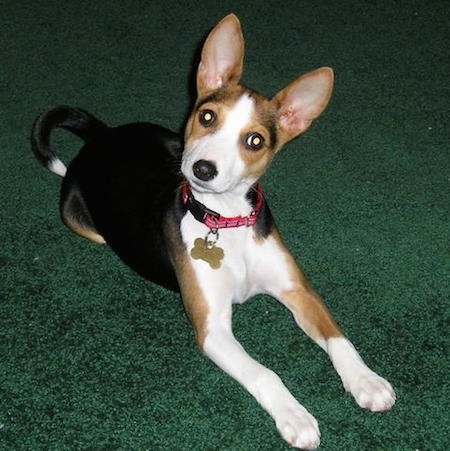 Keiki the Basenji puppy laying on a hunter green carpet with its head tilted to the left