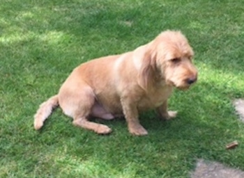 The right side of a tan Basset Fauve de Bretagne that is sitting across a yard. It is looking down and to the right.