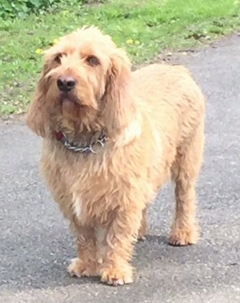 The front left side of a tan with white Basset Fauve de Bretagne that is standing on a sidewalk. It is looking up and to the left.