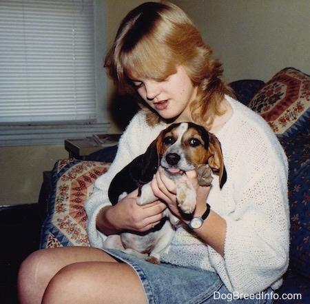 A person is holding a white, black and tan Beagle in their lap as the dog chews on the girl's thumb.