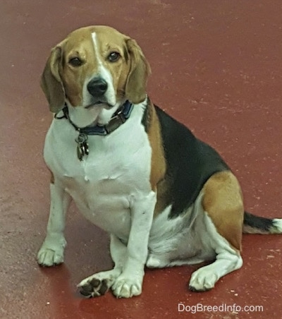 Wembly the Beagle sitting on a red concrete surface