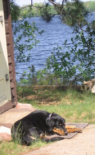 Abbee the Beauceron sitting in front of a front door with a body of water in the background