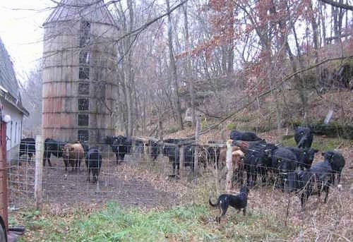 Abbee the Beauceron standing in front of a herd of cattle who are behind a fence next to a barn