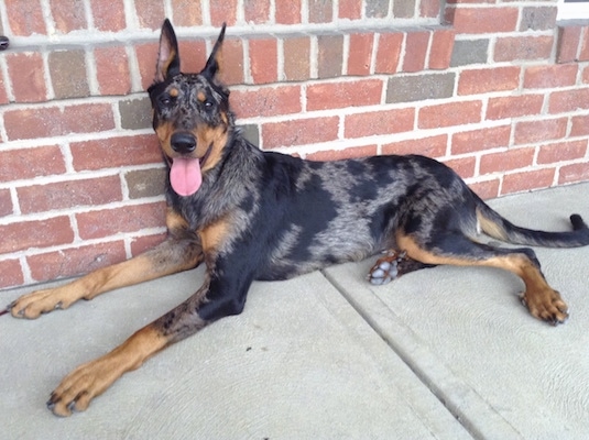 Camo the Beauceron laying against a brick wall with his mouth open and tongue out