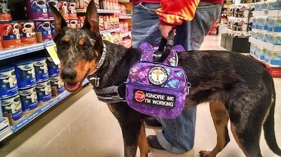 Camo the Beauceron wearing a backpack harnessthat lets people know its a service dog with its mouth open