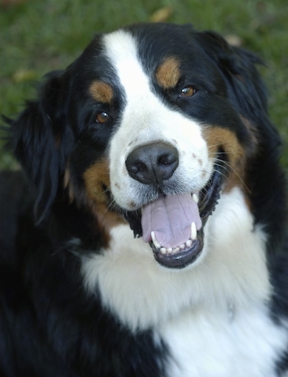 Close up - A black with white and tan Bernese Mountain Dog is sitting in grass and he is looking up. His head is slightly tilted to the left. His mouth is open and it looks like he is smiling.