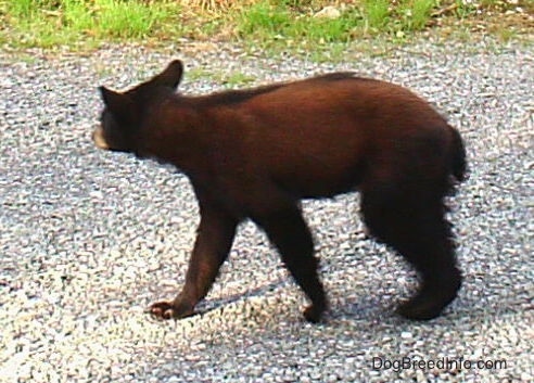 Close Up - The left side of a young Black Bear cub that is walking across a gravel surface.