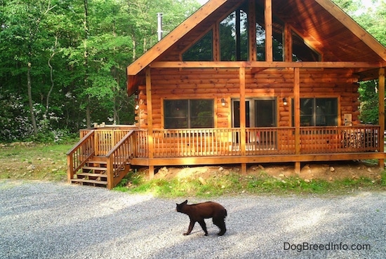 A Young Black Bear cub is walking in front of a log cabin.