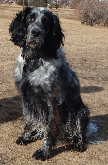 The front left side of a black and white Blue Picardy Spaniel that is sitting in brown grass and it is looking forward.
