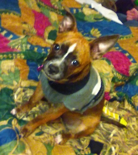 Topdown view of the front left side of a brown with white and black Boston Huahua that is sitting on a colorful blanket.