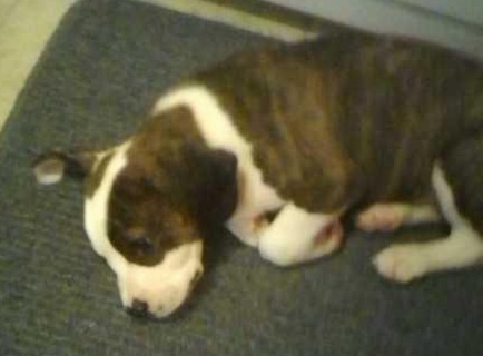 Fergus the Bogle Puppy sleeping on a rug