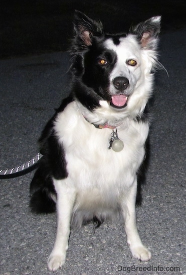Zoey the Border Collie sitting on a blacktop surface with its mouth open