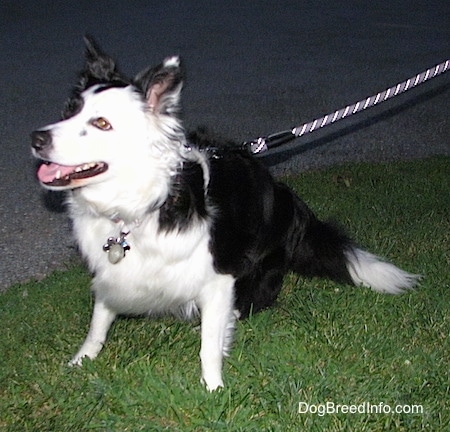 Zoey the Border Collie sitting outside in grass at night on a leash with its mouth open and looking into the distance