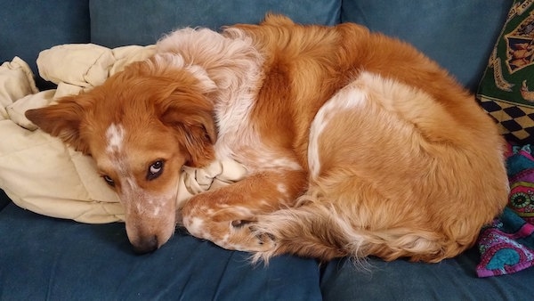 A medium-haired, red with white Labrador/Border Collie mix is laying down curled up on a blue couch.